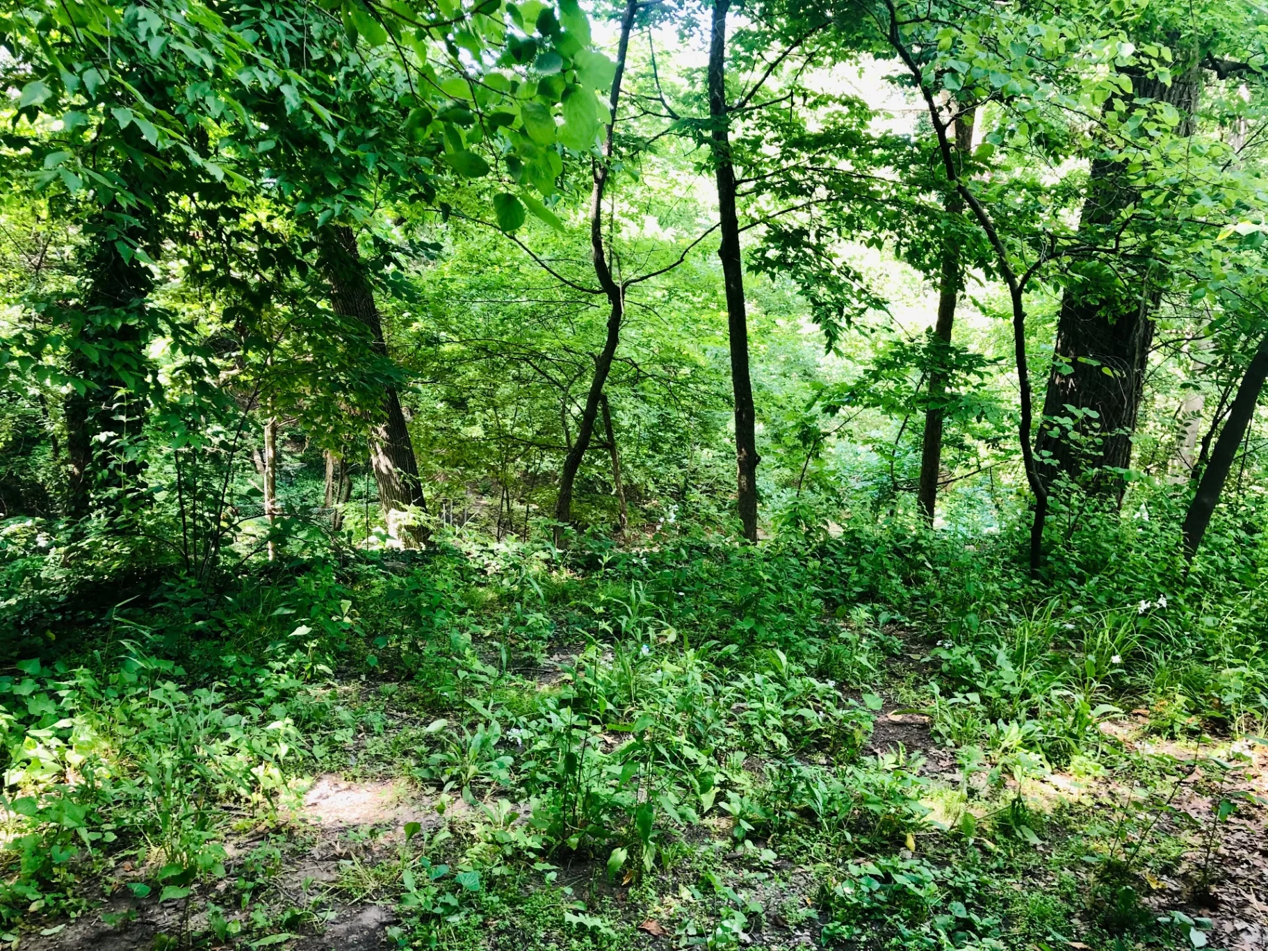 2034 Iuka Ave A lush green Iuka Ravine woods just off the back porch